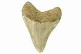 Serrated, Fossil Megalodon Tooth - North Carolina #257987-1